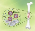 Novel Heparin Microparticle Technology Shows Promise for Tissue Regeneration Clinical Applications