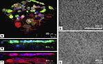Research on Bio-Fabricating Human Tissues with 3-D Cell Printing Technology