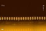 Nickel Microhairs Respond to Magnetic Fields