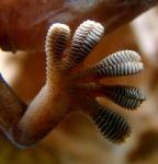 Gecko Toe Hair Holds Secret to Stickiness