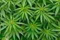Graphene to be Ousted by Hemp to Make the Ideal Supercapacitor?