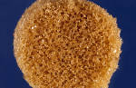 New Shape Memory Polymer Scaffold for Healing Facial Bone Defects