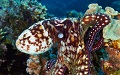 New Material Inspired by Octopuses Could Create Invisible Clothing