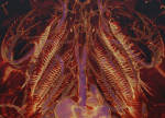 Kickstarter Campaign to Fund Free Non-Destructive 3D Imaging for Researchers