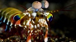 Researchers Develop Shrimp-Inspired Cancer Detecting Technology