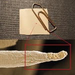 Safe Alternative to Silver Ions - Algae-Based Antibacterial Material