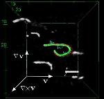 Researchers Study Entangled Spaghetti of Filaments in Semiflexible Biopolymers