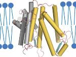 Complex Cholesterol Synthesis Process Unveiled Through Enzyme Mapping