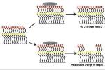 Protein-Based Smart Materials Demonstrate Extreme Sensitivity to the Environment