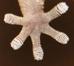 UC Biologists Study Gecko Adhesive System for Downhill Locomotion