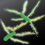 Electrostatic Force Microscopy Provides New Evidence for Microbial Nanowires in Geobacter