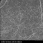 Cost-Effective Method to Convert Wood to Nanocellulose