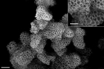 Scientists Develop Highly Effective, Low-Toxic Carbon-Trapping “Sponges”