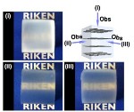 Electrostatic Repulsion Dominates Properties of New Hydrogel