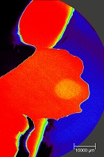 Pittcon News: Renishaw Adds to the Comprehensive Imaging Options Available with its inVia Confocal Raman Microscope