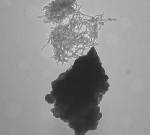 Mimicking Biological Processes Helps Improve Lithium Ion Batteries