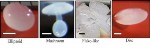 New Research into Producing and Replicating Non-Spherical Particles