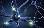 3D-Printed Nerve Guidance Conduit Could Enable Natural Repair of Damaged Nerves