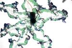Research Yields New Data on Mysterious Chemical Gardens
