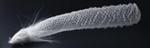 Internal Structure of Sea Sponge’s Appendages Could Inspire Design of Load-Bearing Beams