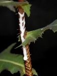 Prickly Lettuce Holds Promise for Rubber Production