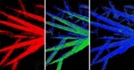 New Battery Imaging Method to Improve Energy Storage