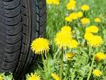 Researchers Discover Special Proteins that Play Key Role in Rubber Production From Dandelions