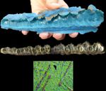 Researchers Discover the Best Kind of Rubber for Reliable Reproduction