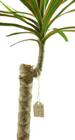 MRI Imaging of Plants Could Help Design New Engineering Materials