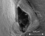 Insect Legs Inspire Improved Designs of Long Tubular Structures