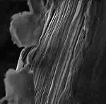 Stacked Clay Sheets Help Create Stable Proton-Conducting System