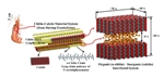Purdue Researchers Draw Inspiration from Shrimps to Design Advanced Composites