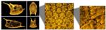 Boxfish Skin Could Inspire New Materials for Body Armor, Robots and Flexible Electronics