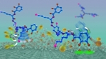 Improved CTC Molecule Shows Excellent Adhesive Strength in Aqueous Environments
