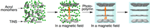 Polymer Hydrogel Reacts Like Artificial Muscle in Response to Changing Temperature