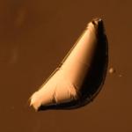 Thinner, Highly Bendable Sheets Allow for New Class of Wrapped Shapes