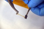 Water Self-Heals Multiphase Polymer Derived from Genetic Code of Squid Ring Teeth