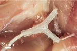 Researchers Regenerate Complex Nerves Using 3D Printing Technology