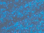 Berkeley Lab Team Creates 2D Atomically Thin Perovskite Hybrid Nanostructures from Ionic Materials