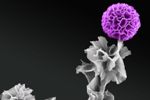 Researchers Successfully Grow Vertical Organic Semiconductor Crystals