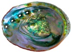 Research into Mother of Pearl May Lead to New Material for Industrial Applications
