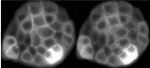 Breakthrough Study Takes First Step Towards Development of Artificial Bio-inspired Materials