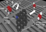 Unravelling the Mystery of Non-Platinum Catalysts for Fuel Cell Technologies