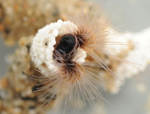 UCSB Develops New Underwater Adhesive Inspired by Sandcastle Worms