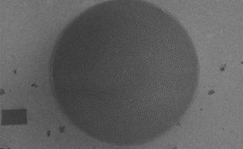 Researchers Report Superior Strength of Diatoms