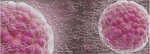 Researchers Create Hydrogels to Halt Differentiation in Stem Cells