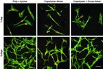 Mussel-Inspired Adhesive Holds Potential for Surgical and Biomedical Applications