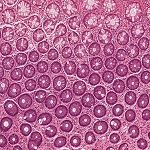 Scientists Demonstrate Fabrication of Live Tissue Structures Using Custom-Designed 3D Printer