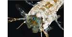 Researchers Discover New Method of Creating Polarizing Filters by Studying Shrimp