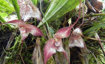 Researchers Use 3D Printer to Unlock the Mystery of Plant-Pollinator Systems